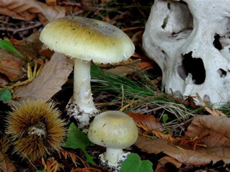 Oak Bay issues warning over early appearance of potentially lethal 'death cap' mushroom