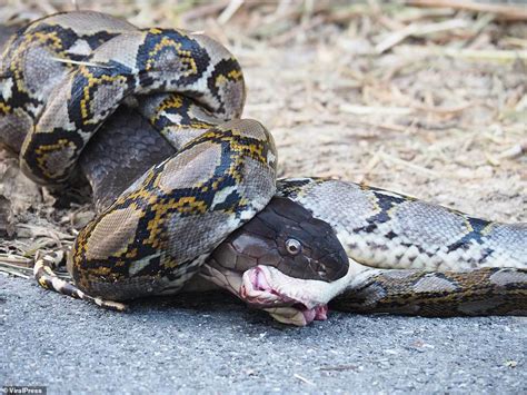 Cobra fights its way out of python's death grip and kills it in brutal fight to the finish ...