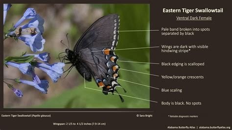 Eastern Tiger Swallowtail - Alabama Butterfly Atlas