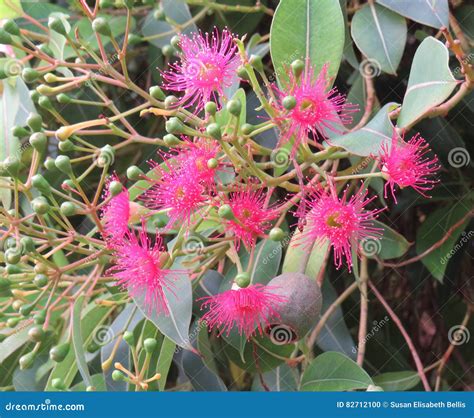 Flowering Gum Tree Flowers and Buds Stock Photo - Image of ficifolia, flowering: 82712100