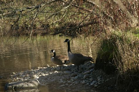 Canadian goose habitat | Flickr - Photo Sharing!