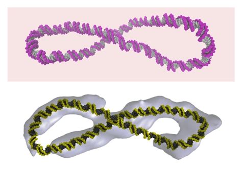 Supercoiled DNA is far more dynamic than the “Watson-Crick” double ...