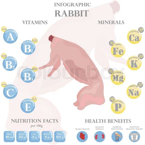 Rabbit nutrition facts and health benefits infographic | Stock vector ...