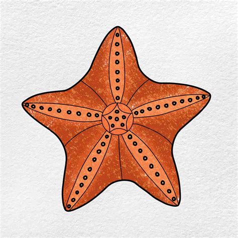 How to Draw a Starfish - HelloArtsy