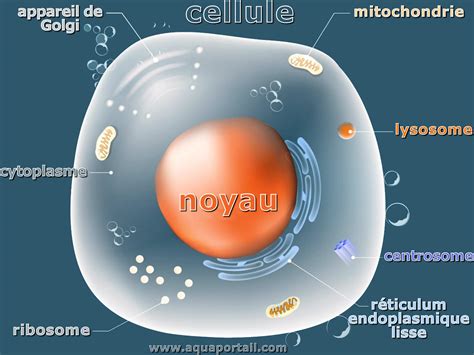 Cellule de jonction : définition illustrée avec explications - AquaPortail