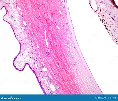 Sclera Histology Labeled