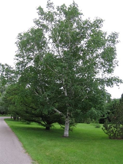 Betula papyrifera (White Birch, Paper Birch, Canoe Birch) – Mount Royal Seeds