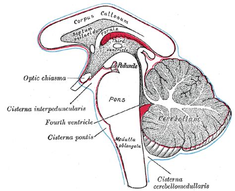 MEDICAL FACTS AND MCQ'S: Basal cistern