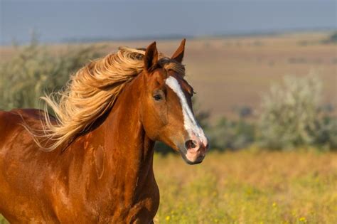 Red Horse Names to Inspire Your Choice | LoveToKnow Pets