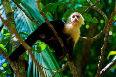 Monkey Sanctuary Guanacaste Costa Rica | Book on line & Save Money