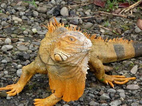 nama-hewan2016: iguana orange Images