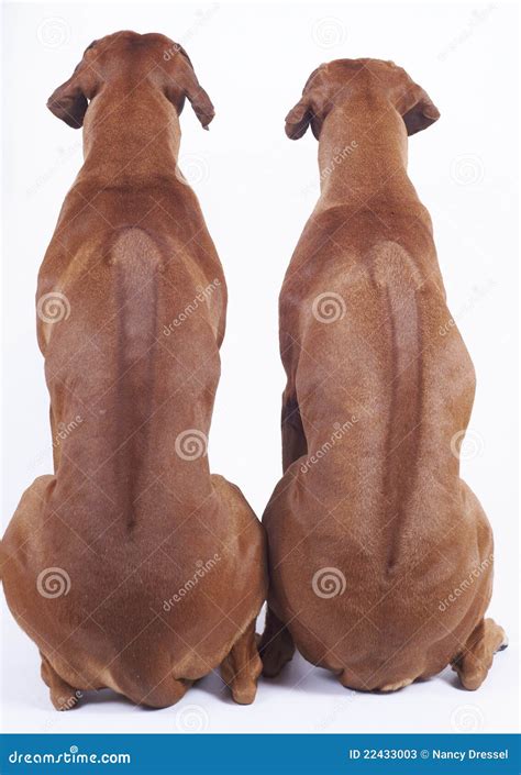 Rhodesian Ridgeback Dogs From Back Stock Image - Image of full, image ...