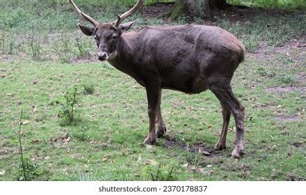 54 Thorold’s Deer Images, Stock Photos, 3D objects, & Vectors | Shutterstock