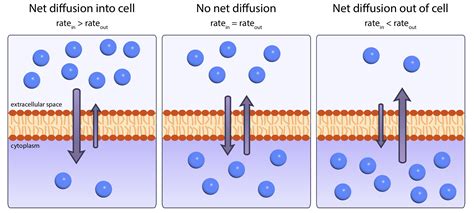 Concentration Gradient Biology