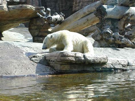 Polar bear at San Diego Zoo | Pics4Learning