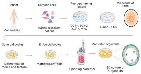 The Emergence of Organoids in Cellular Systems | Encyclopedia MDPI