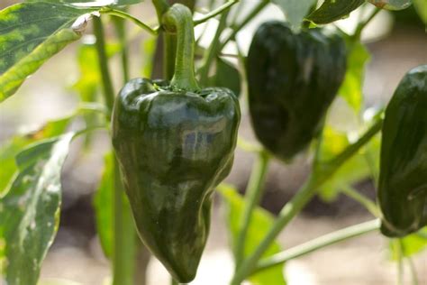 Organic Poblano Pepper Seeds — San Diego Seed Company