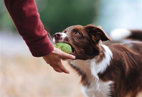 Your guide to the first steps of Border Collie training - BorderCollieHealth