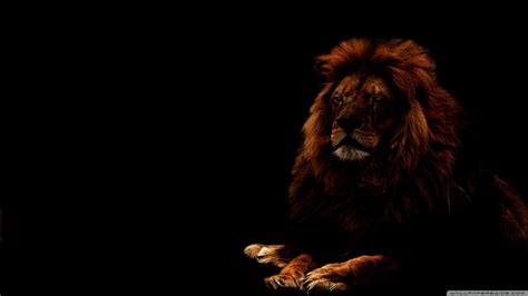 Black Lion HD Wallpaper (64+ images)