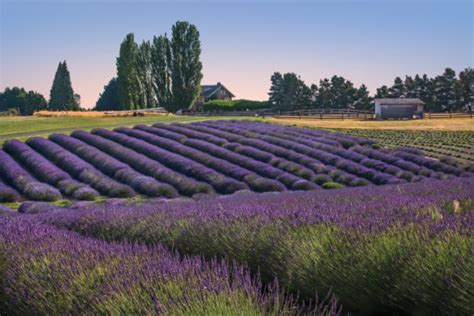 Visiting Sequim During Lavender Season