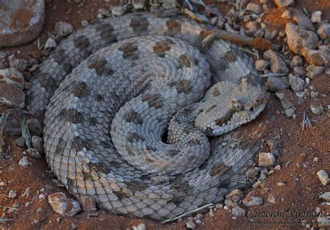 Red Cliffs Desert Reserve » Mojave Desert Sidewinder (Crotalus cerastes)