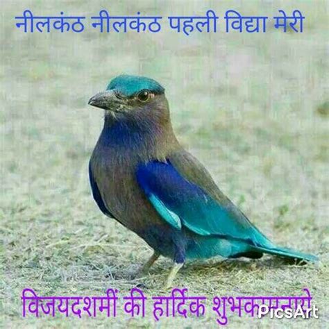 The Blue Bird which also popular Nilkanth | Inspirational quotes disney, Happy anniversary ...