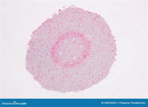 Plant Tissues Under the Microscope in the Laboratory. Stock Image - Image of tissue, bundle ...