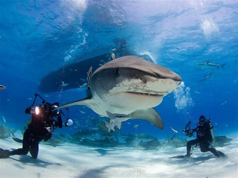 Fatal Attack in Egypt: The Dangers of Tiger Sharks