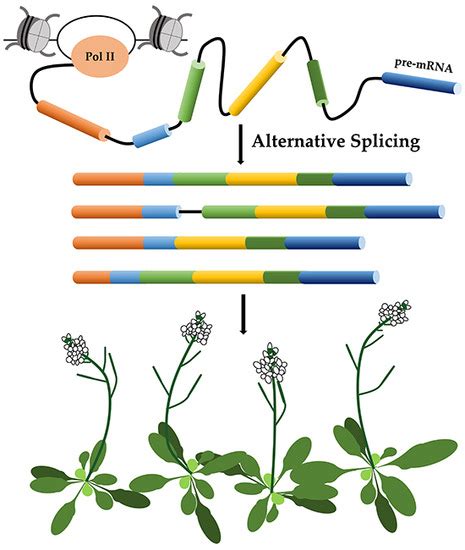 IJMS | Free Full-Text | Alternative Splicing in Plant Genes: A Means of Regulating the ...