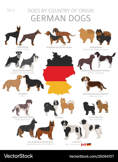 Dogs country origin german dog breeds Royalty Free Vector