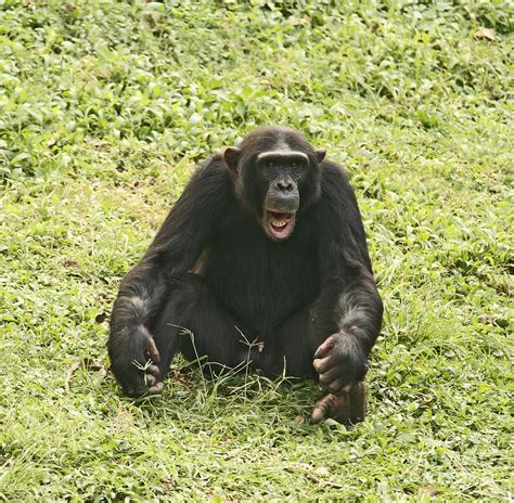 Sitting Chimpanzee Photograph by Liz Leyden