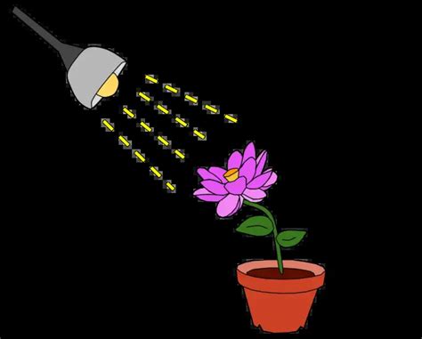 Phototropism - Definition, Types, Mechanism, Importance, Examples - Biology Notes Online