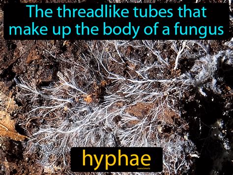 Hyphae Definition & Image | GameSmartz