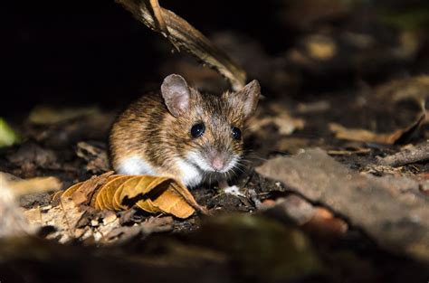 Will Keeping Lights on Keep Mice Away? - Mouse Control