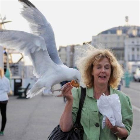 Seagulls Stealing Food Are Funny And Terrifying (27 pics) - Izismile.com