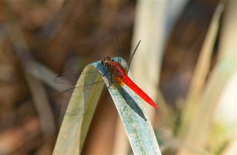 The Kambatik Park, Bintulu.: Insect watch album - Red Dragonfly