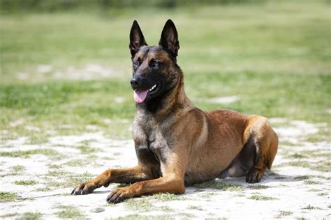 Belgian Malinois: Breed Characteristics, Training, & More