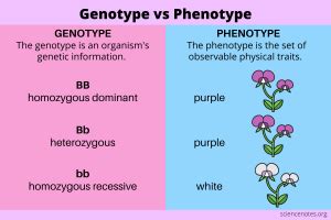 Genotype vs Phenotype - Definitions and Examples