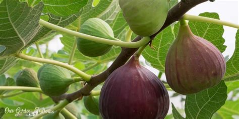 Top 9 Best Fig Tree Fertilizers - Reviews & Top Picks (2023)