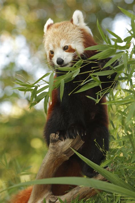 Red Panda Adaptations