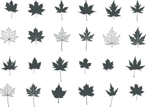 Maple leaf silhouettes, Maple leaf icon, Maple leaf vector illustration ...