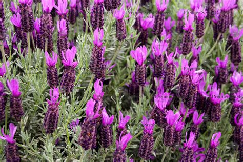 French Lavender Lavendula Stoechas | Lavender | Premier Seeds Direct ltd