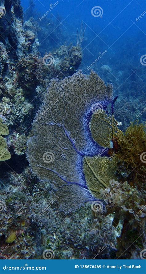 Gorgonian Coral, Coral Reef of the Caribean, Jamaica Stock Image - Image of blue, reef: 138676469