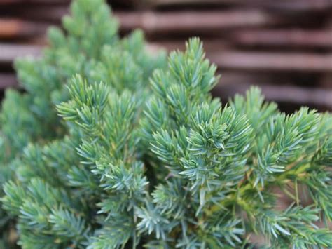 Juniperus squamata 'Blue Star' - Conifers - Plants