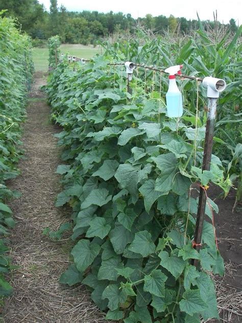 Green Bean Plant Spacing - Garden Plant