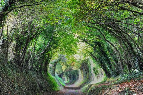 Halnaker Tree Tunnel Walk to a Sussex Windmill - Sussex Walks