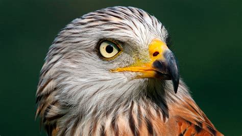 Birds of Prey: A Guide to Falconry Experiences in the UK