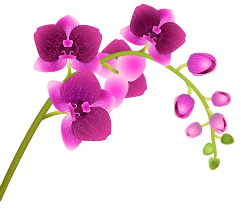 transparent background orchid clip art - Clip Art Library