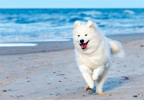 Samoyed Puppies for Sale Near Me | Central Park Puppies