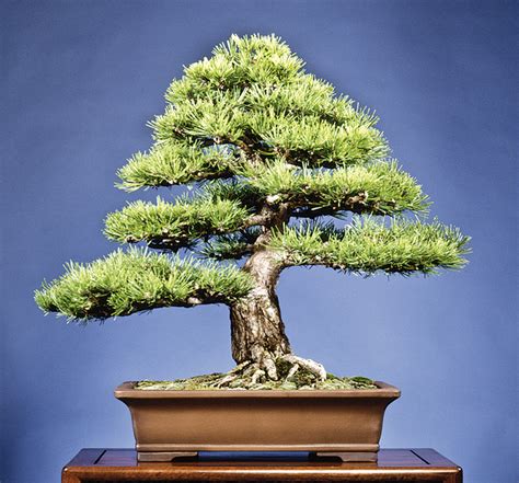 DWARF AUSTRIAN PINE | Bonsai Bark